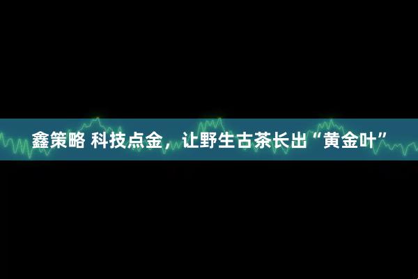 鑫策略 科技点金，让野生古茶长出“黄金叶”