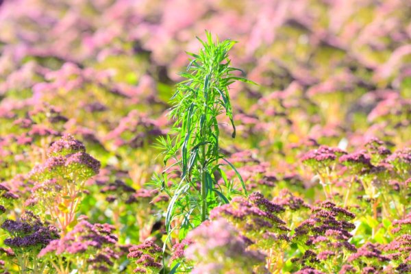 金牛呗 一步一景，处处美景！北京又到了一年中最美的时节